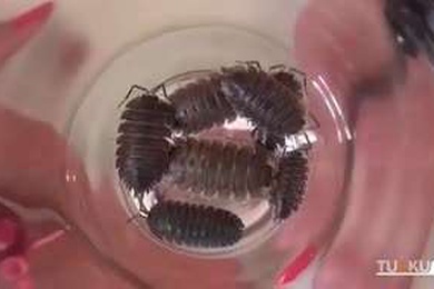 蟑螂进去女人的阴太刺激了